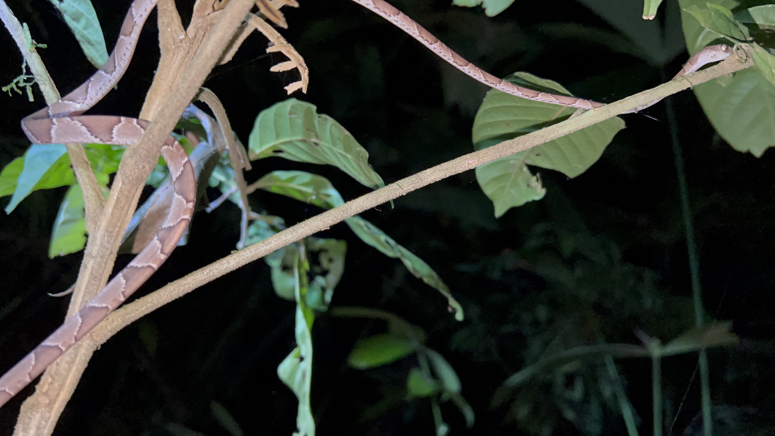 My encounter with the Fer-de-lance the deadliest snake in Costa Rica