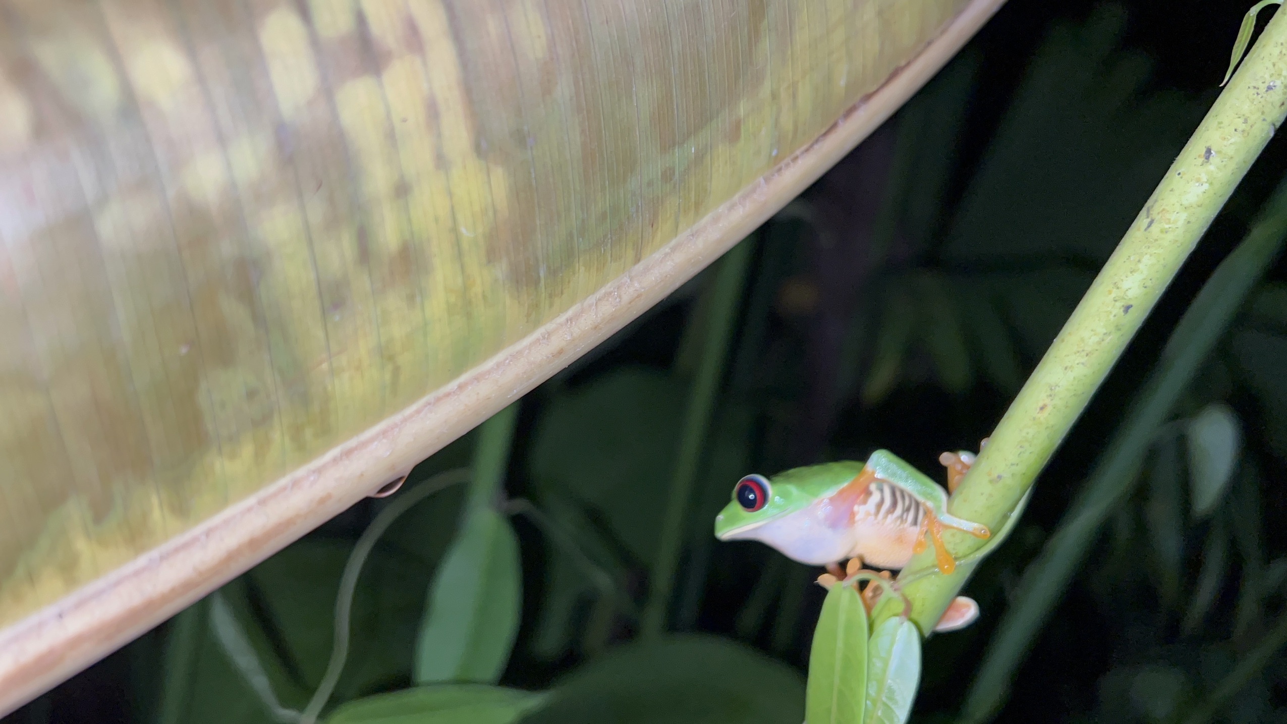 My encounter with the Fer-de-lance the deadliest snake in Costa Rica